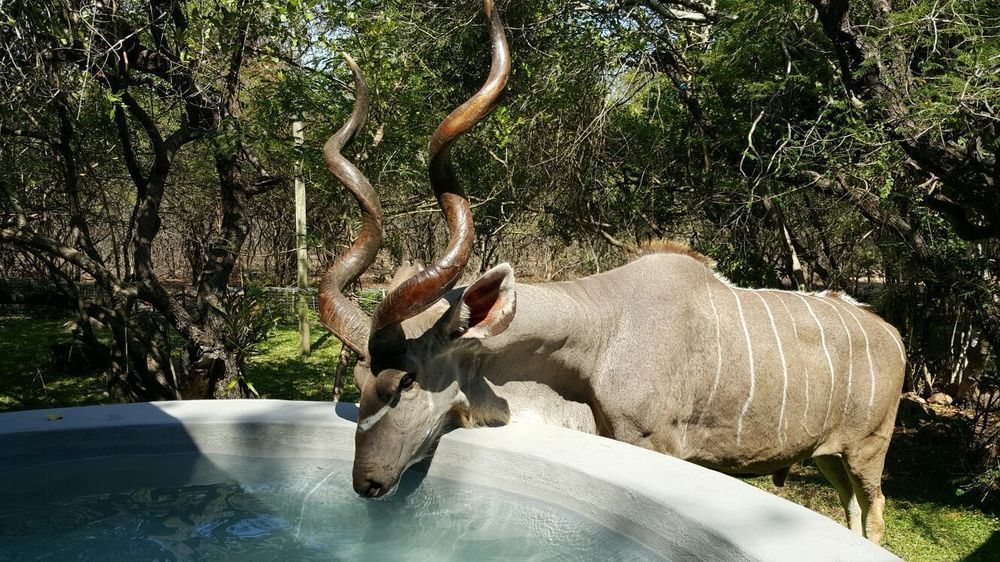De Bruine Huis Marloth Park Esterno foto
