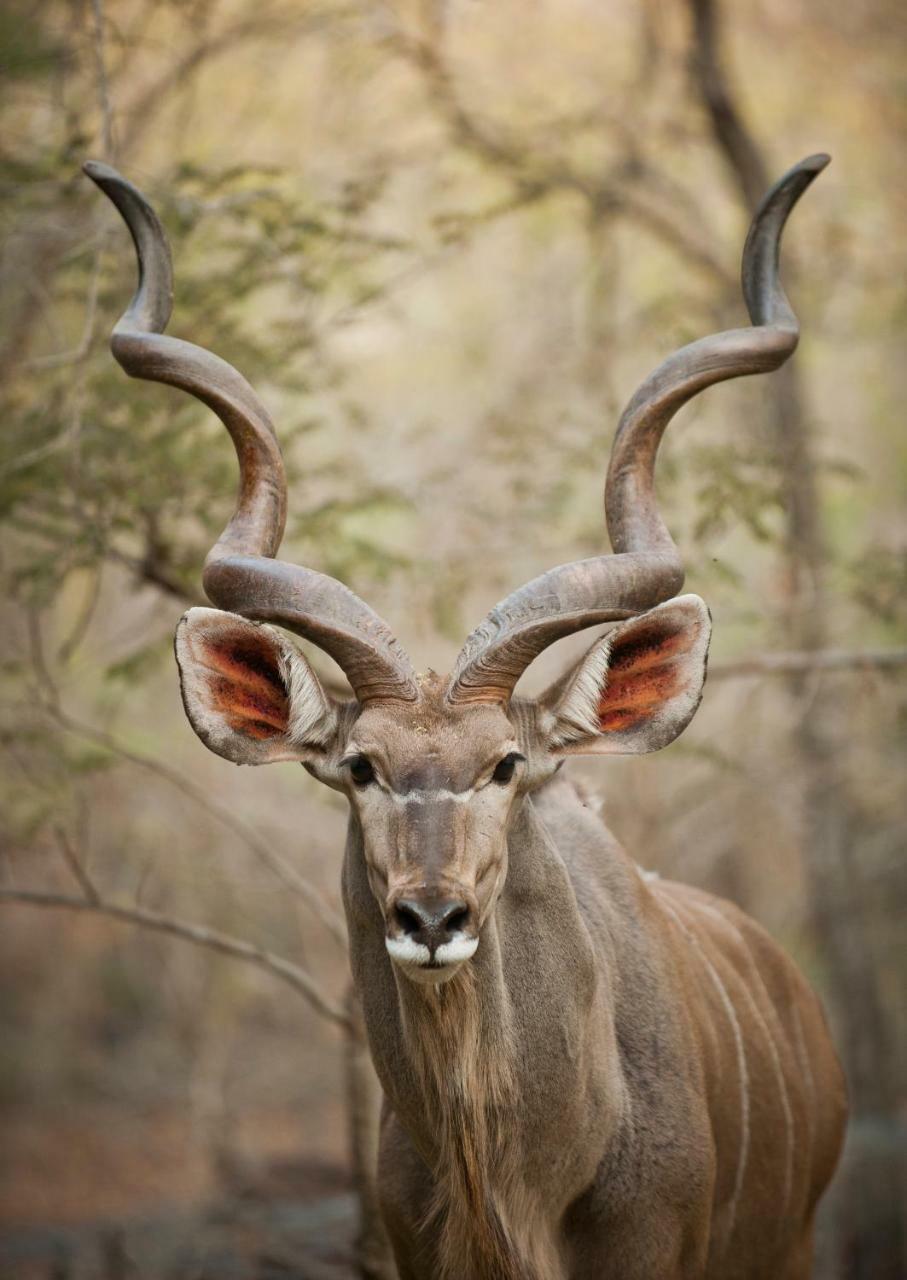 De Bruine Huis Marloth Park Esterno foto